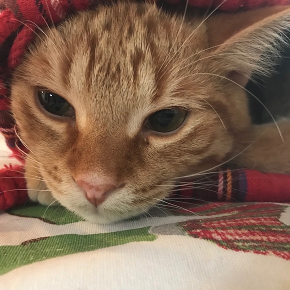 Meet your Posher, Jessica - Picture 1 of 1